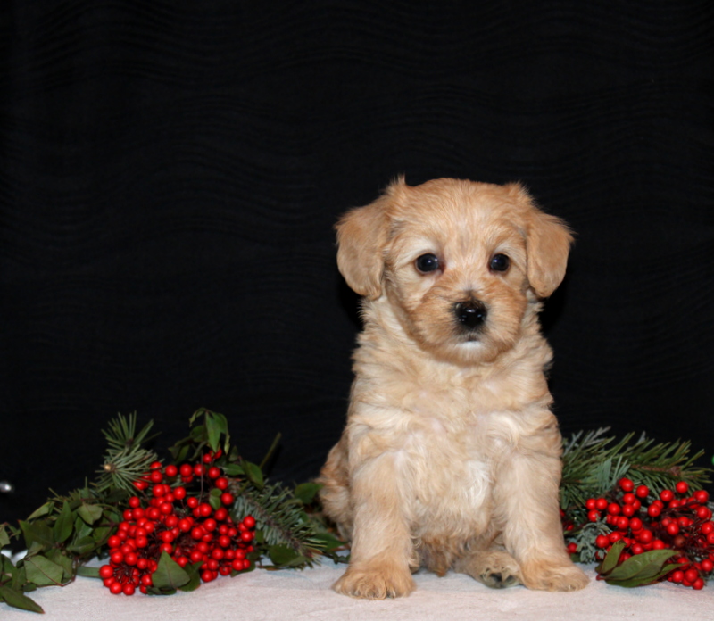 puppy, for, sale, Morki-Poo, Matthew B. Stoltzfus, dog, breeder, Gap, PA, dog-breeder, puppy-for-sale, forsale, nearby, find, puppyfind, locator, puppylocator, aca